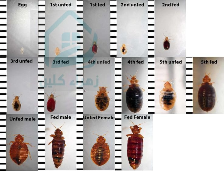 شركة مكافحة صراصير بحي الرويس