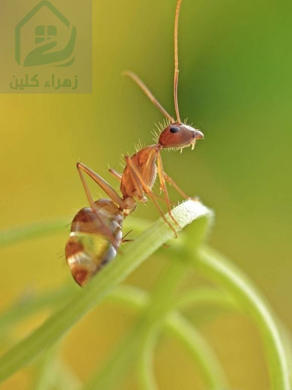 شركة مكافحة بق الفراش بحي بني مالك