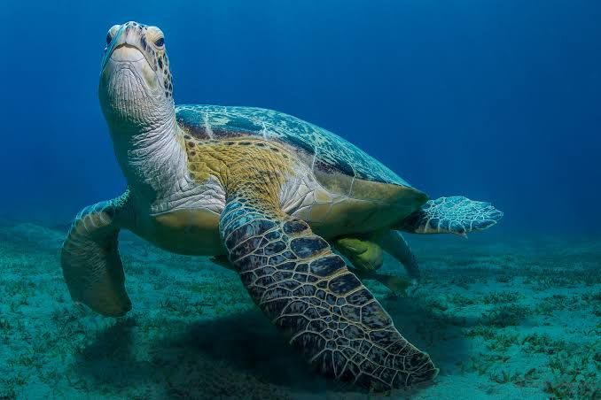 Schildkrten Rotes Meer