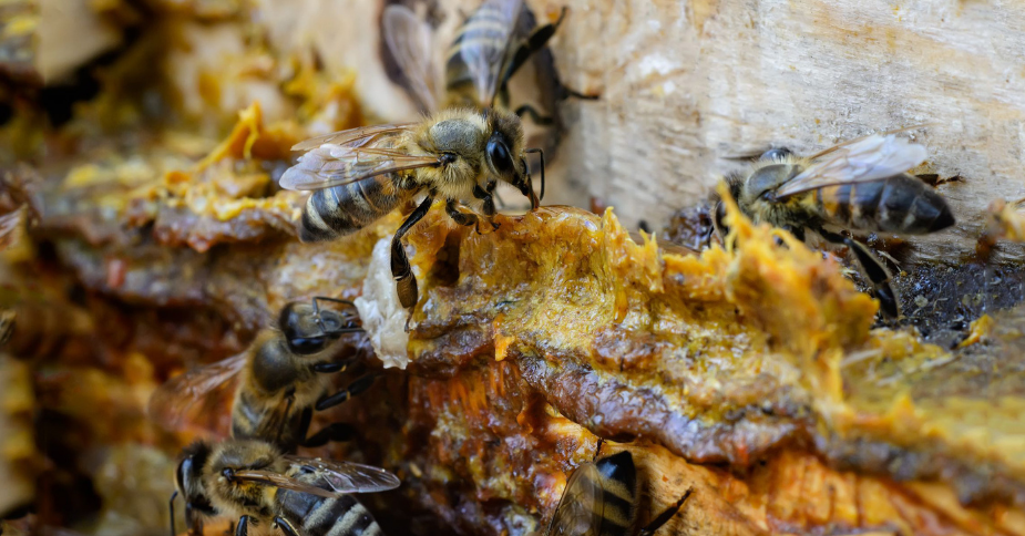 Types of propolis: American, European, Indian, Indian