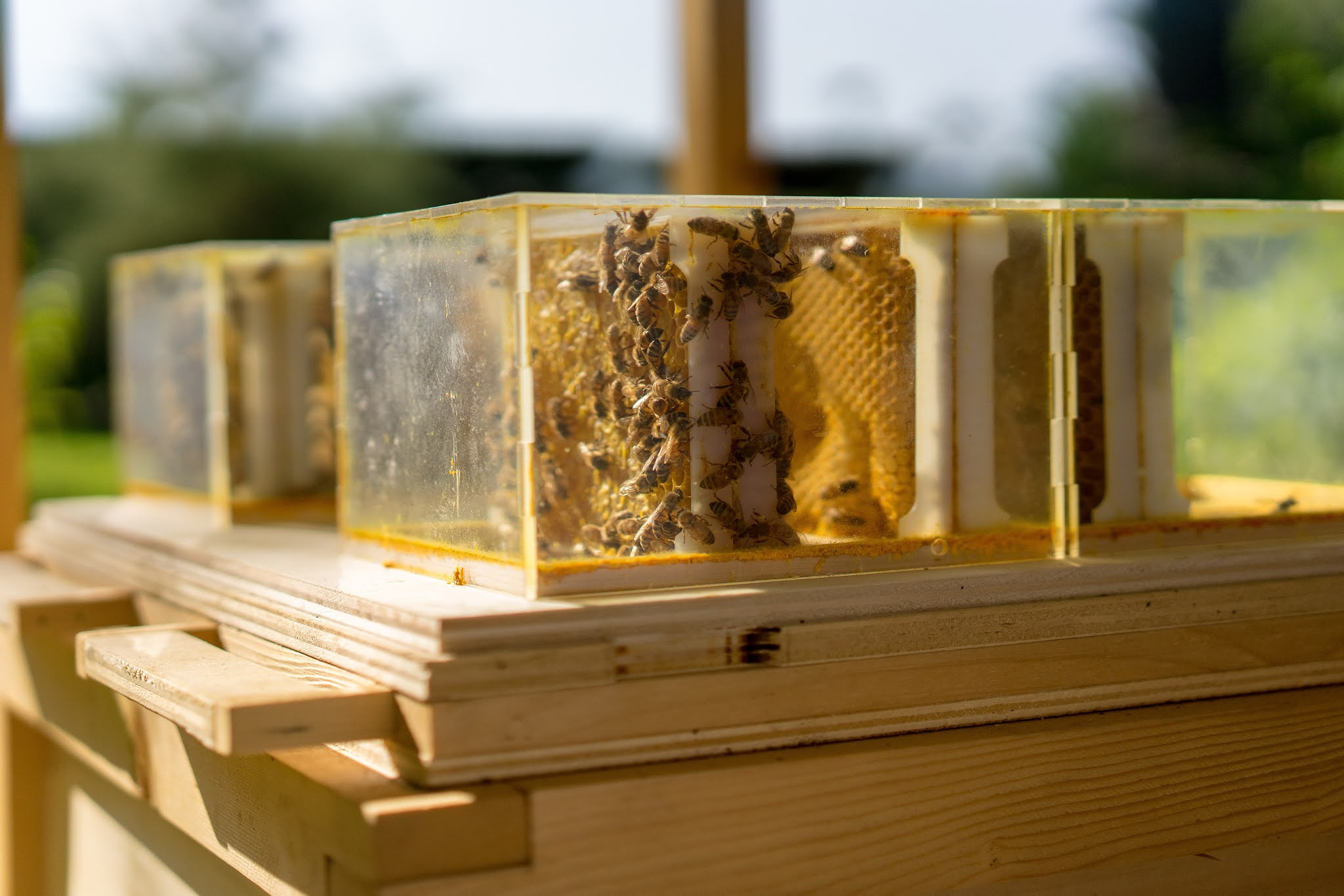 owning and operating a beekeeping business