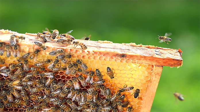 owning and operating a beekeeping business