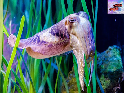 الحبار : طوربيد البحر Cuttlefish the sea torpedo