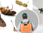 شركة مكافحة ورش مبيدات الحشرات بالمدينة المنورة